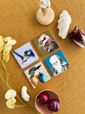 Coaster Set- Australian Birds 3